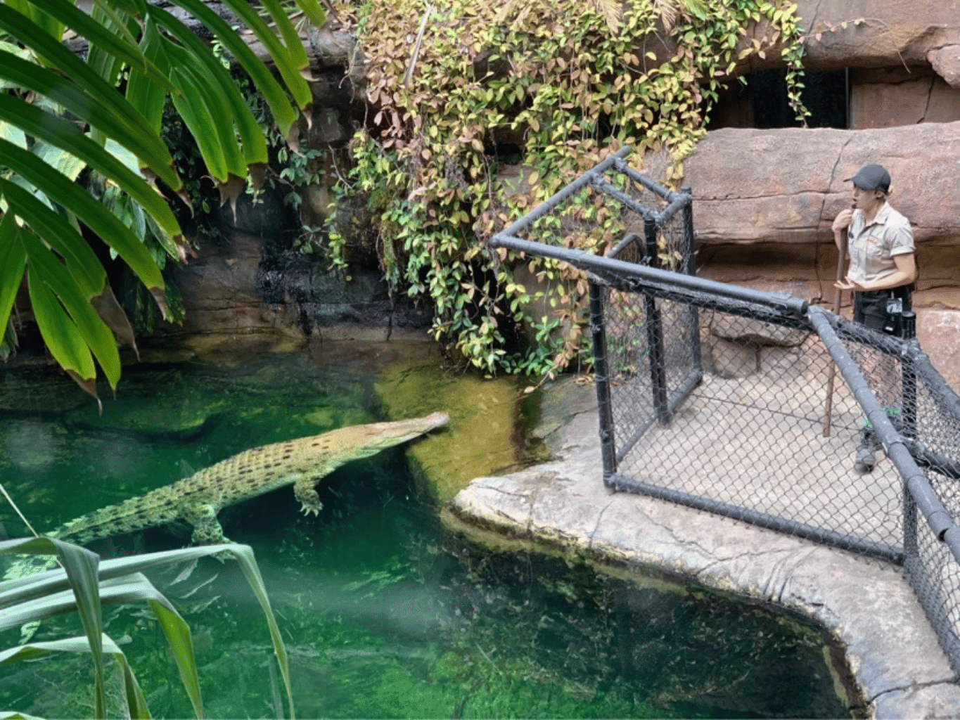 WILD LIFE Croc Deck 2