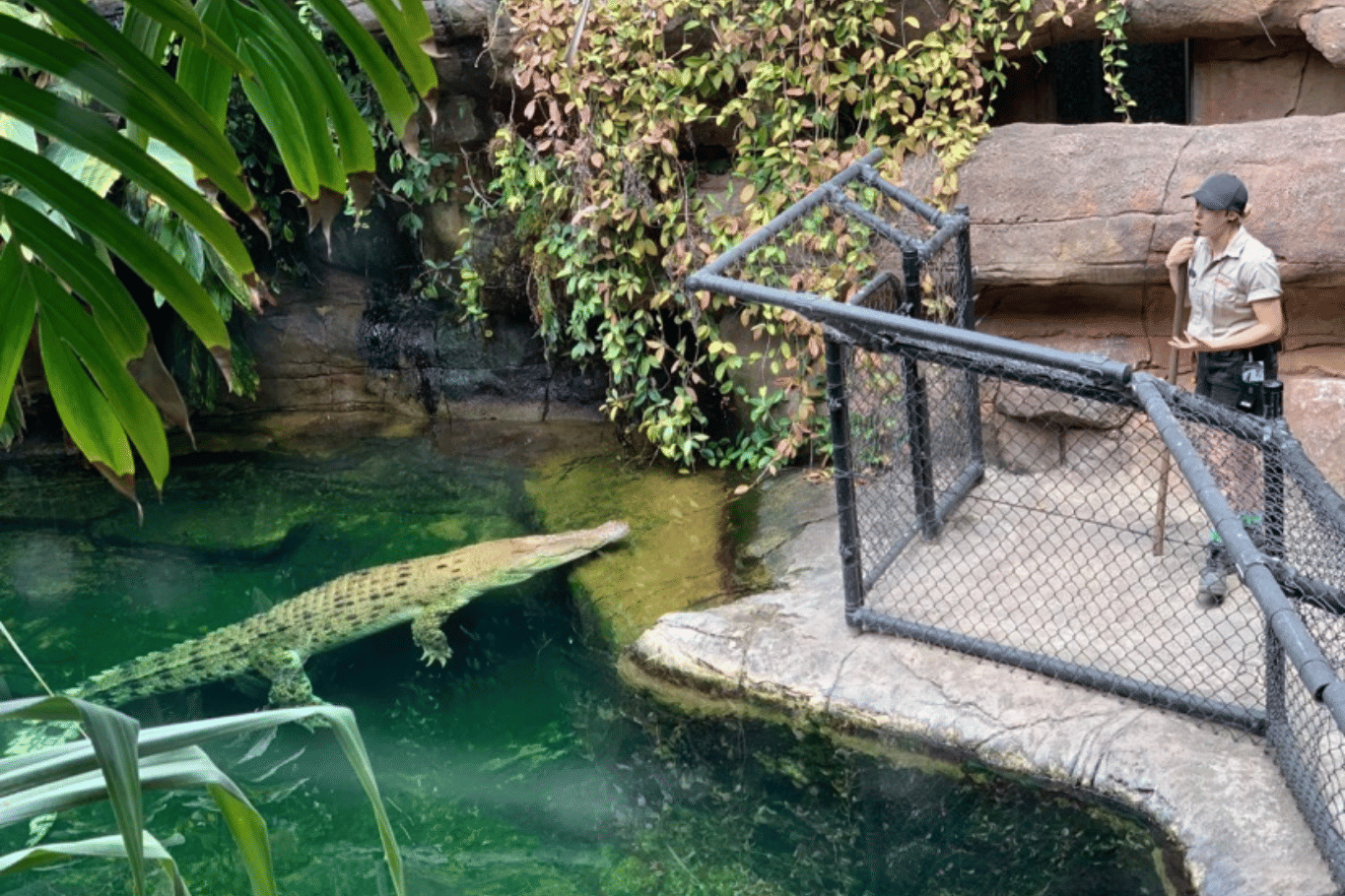 WILD LIFE Croc Deck 2