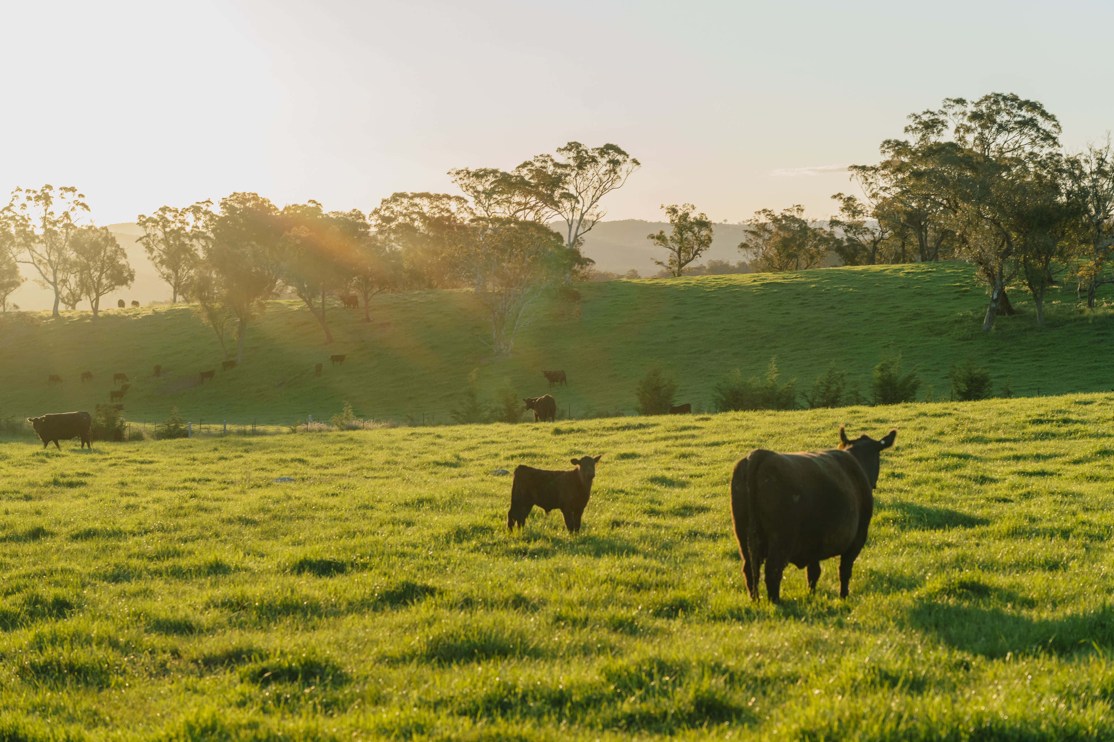 Rhyanna Park Country Estate 7