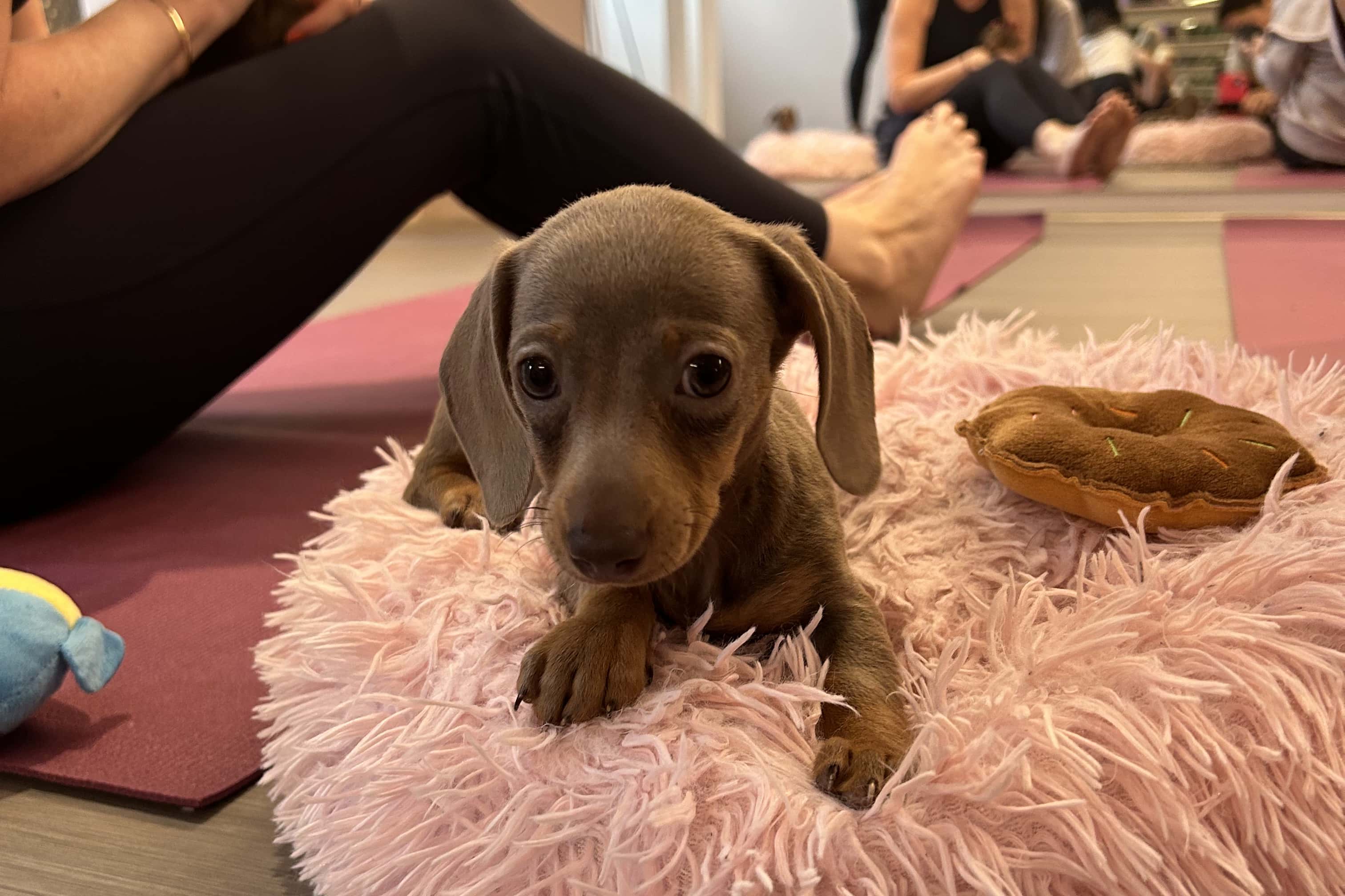 Vita - Team Activity 1