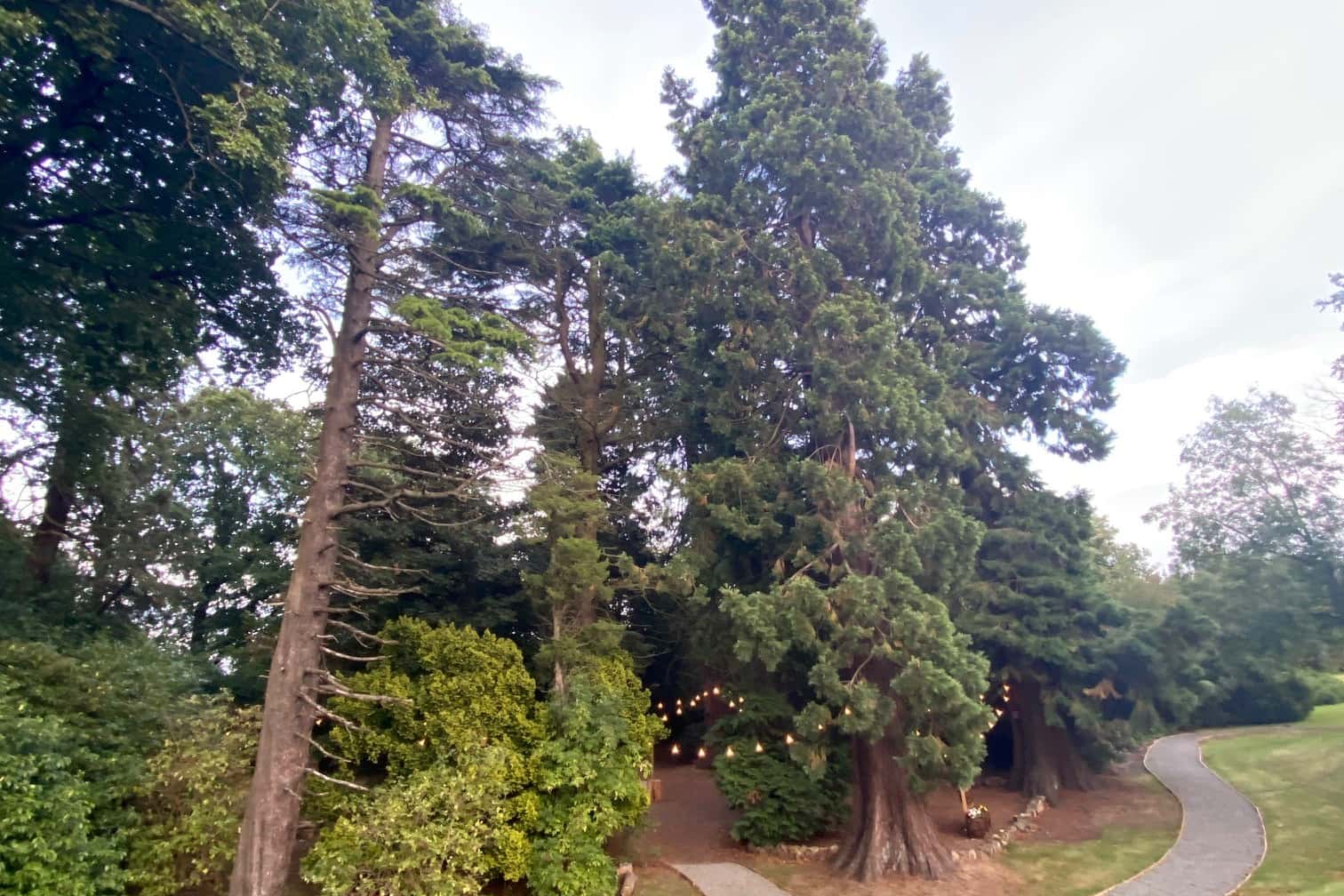 RedWood Grove 2