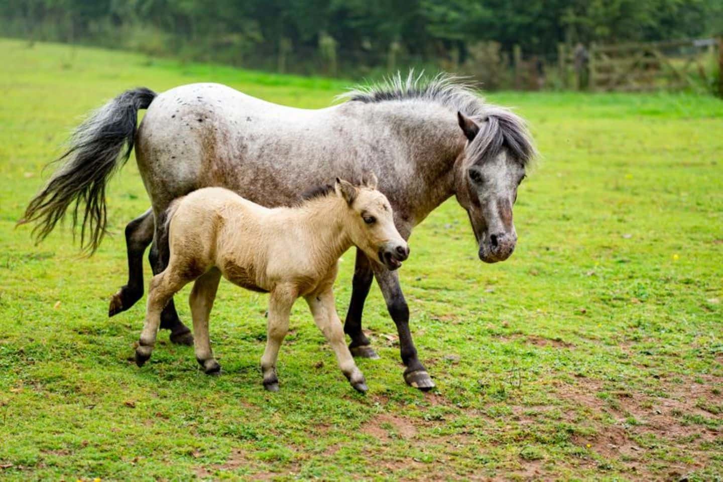 The Farm Activities 4