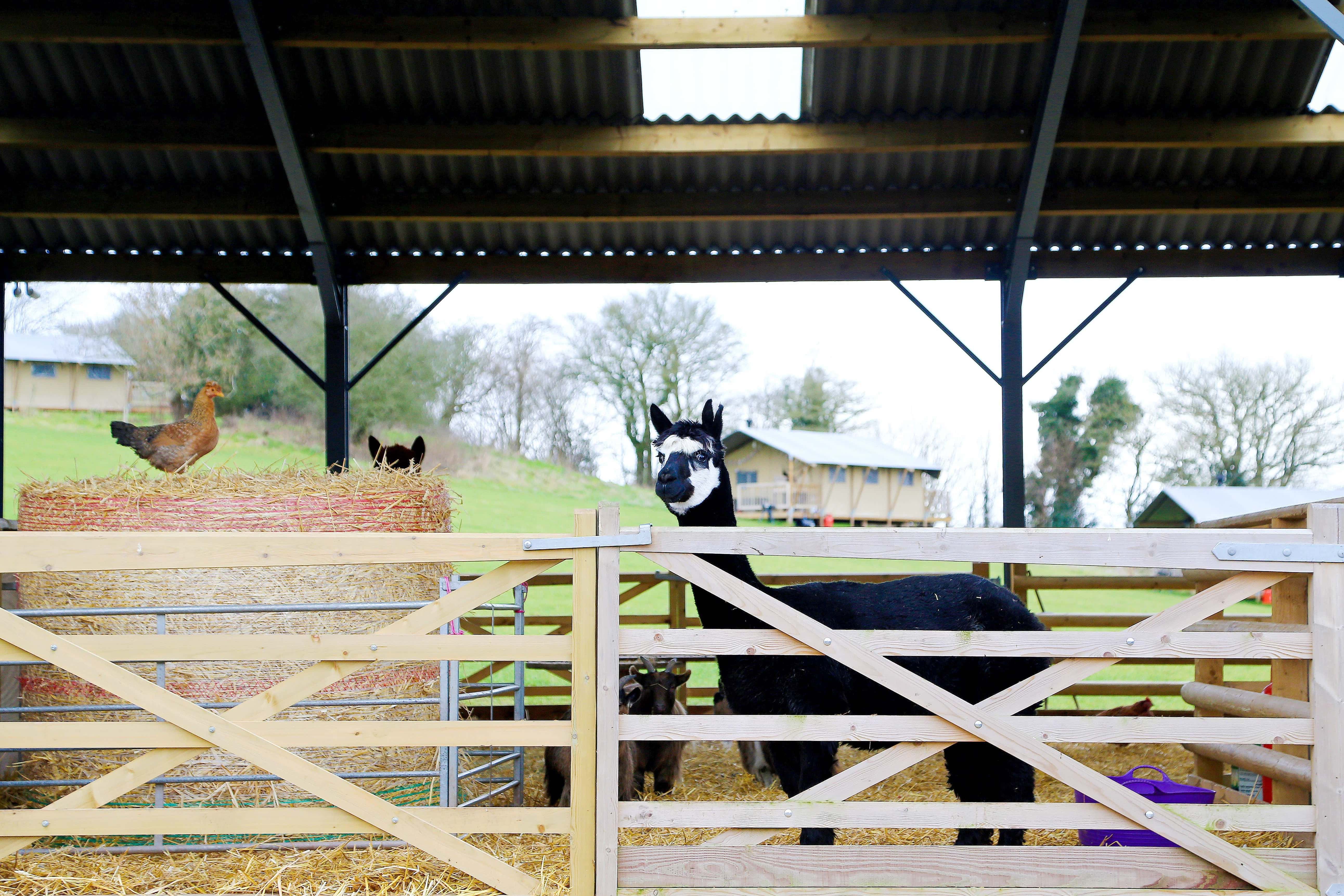 The Farm Activities 3