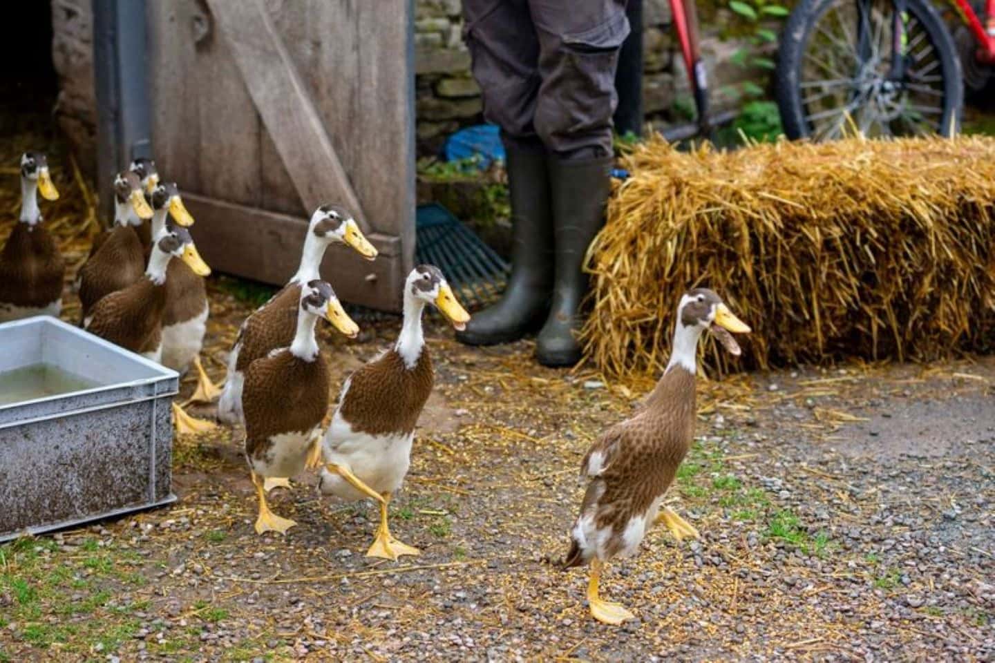 The Farm Activities 8