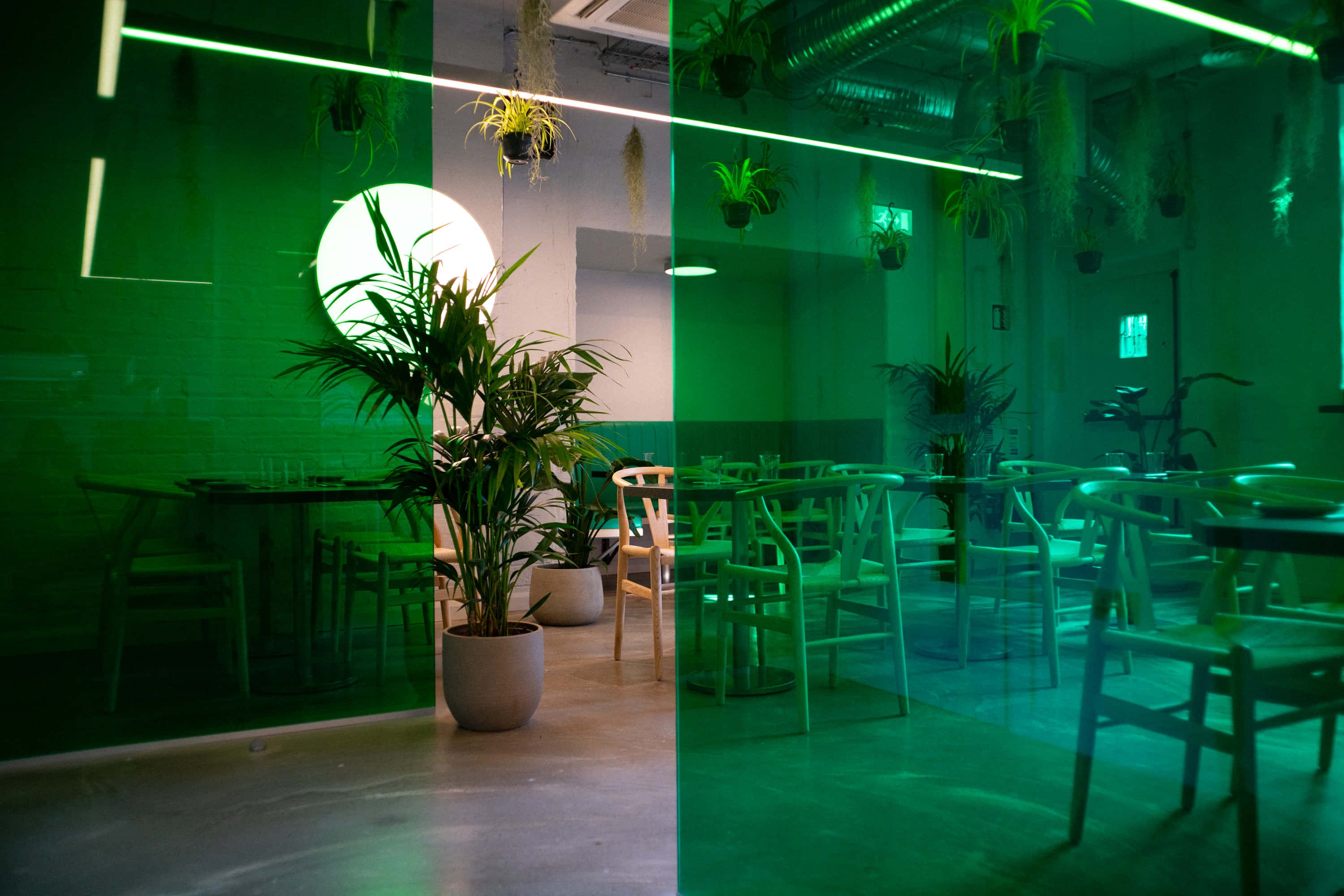 Lucky Tortoise Temple Bar 0