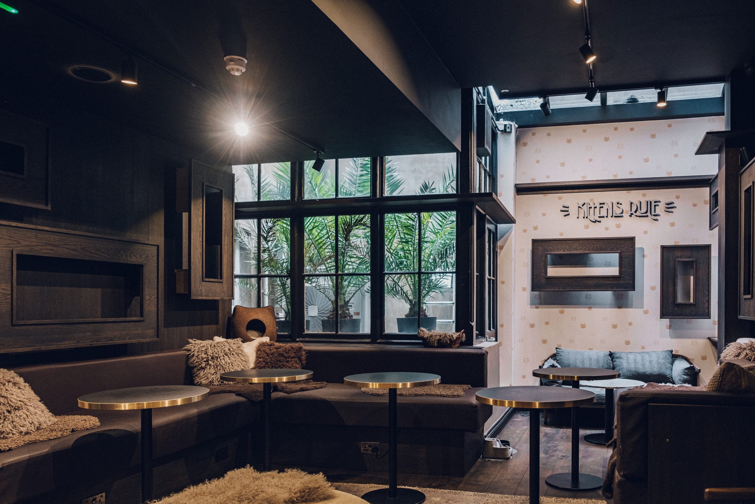 Hire Java Whiskers - Marylebone- The Kitten Lounge, Java Whiskers Cat ...