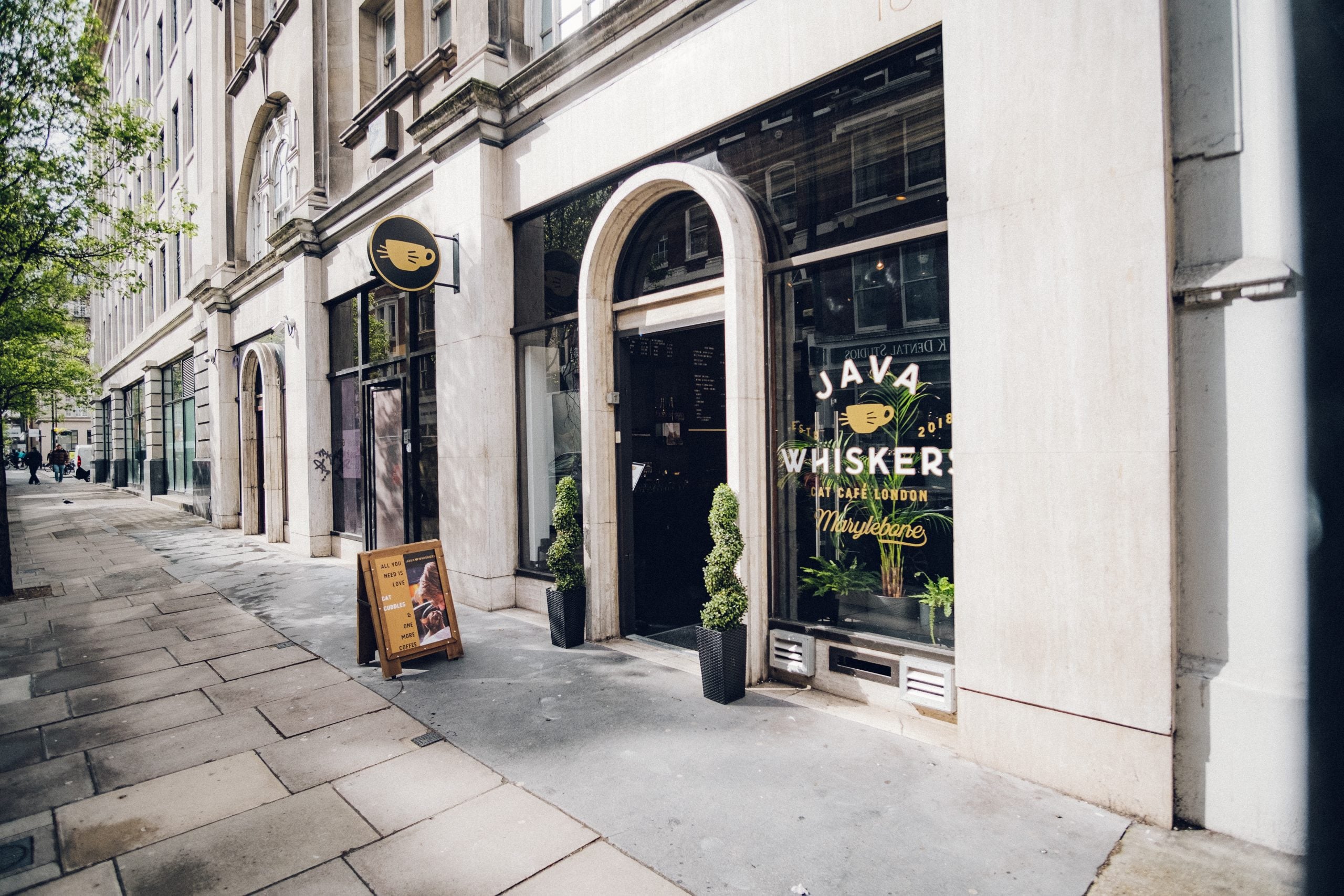 Hire Java Whiskers - Marylebone- The Kitten Lounge, Java Whiskers Cat ...