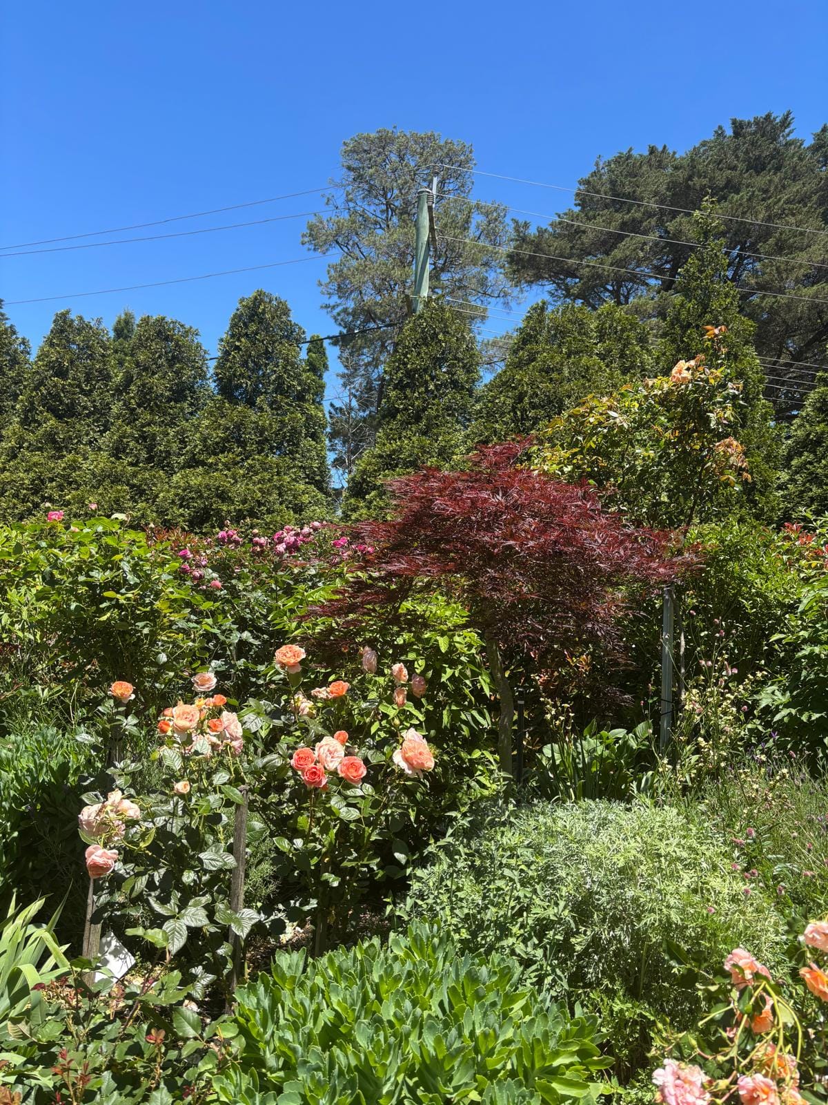 The Secret Garden - Burradoo 9