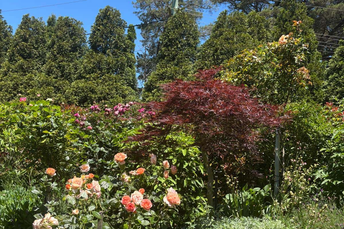 The Secret Garden - Burradoo 9