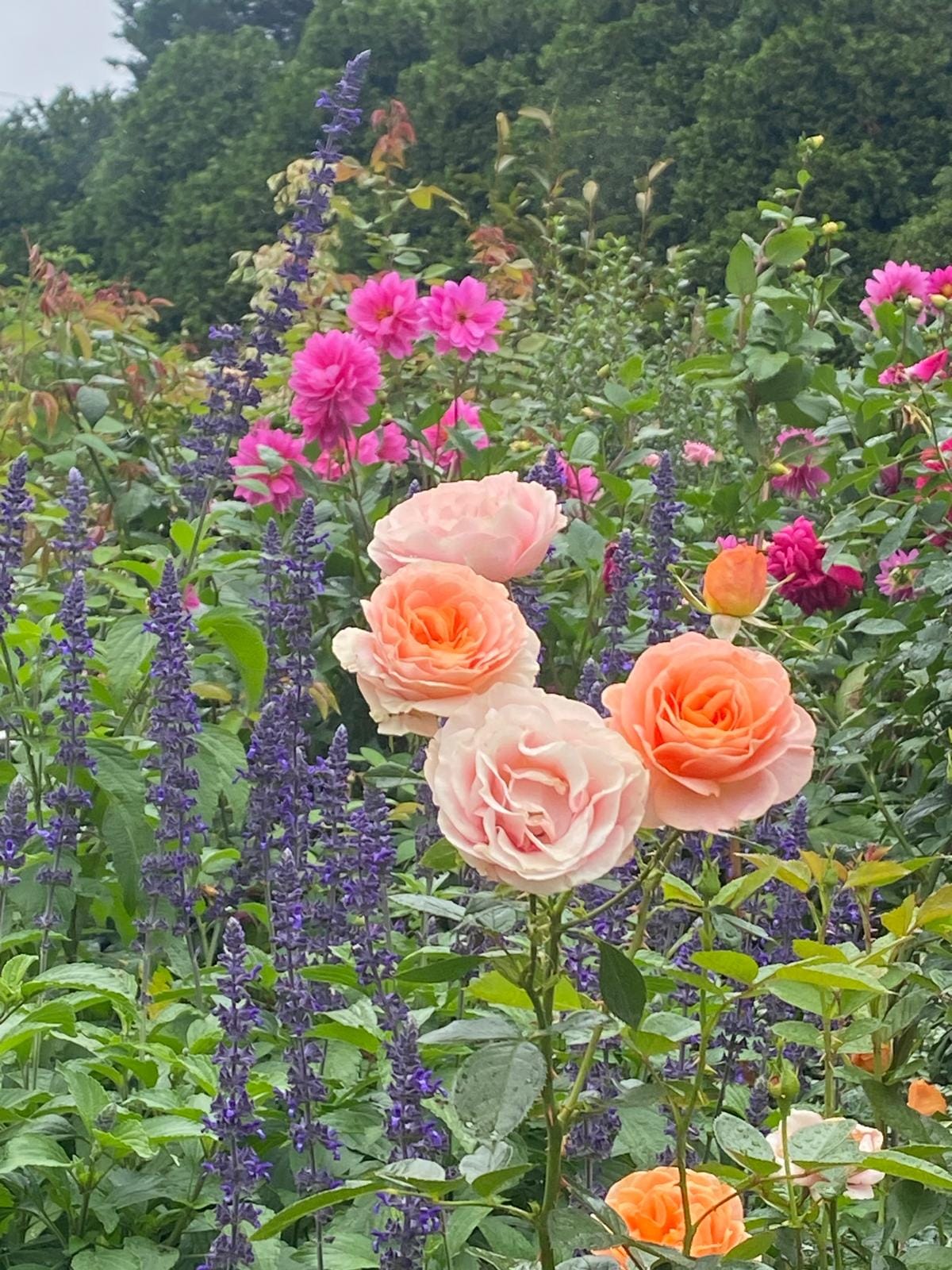 The Secret Garden - Burradoo 11