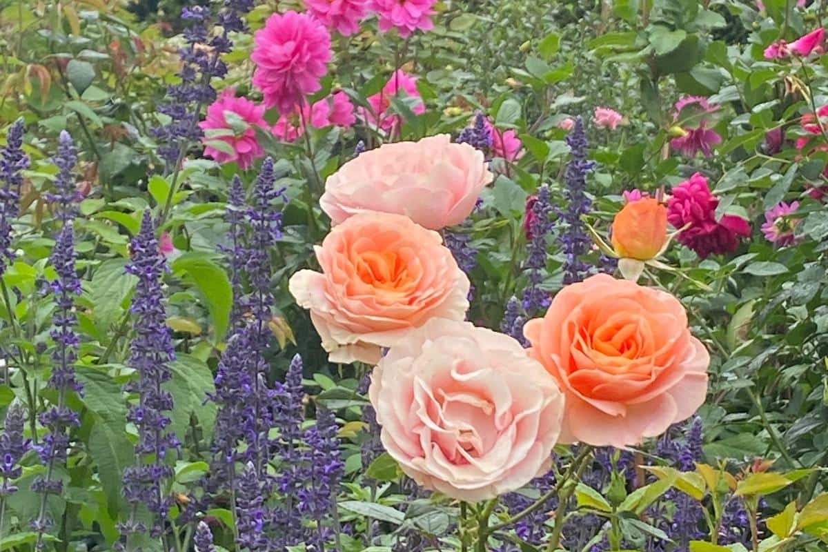 The Secret Garden - Burradoo 11