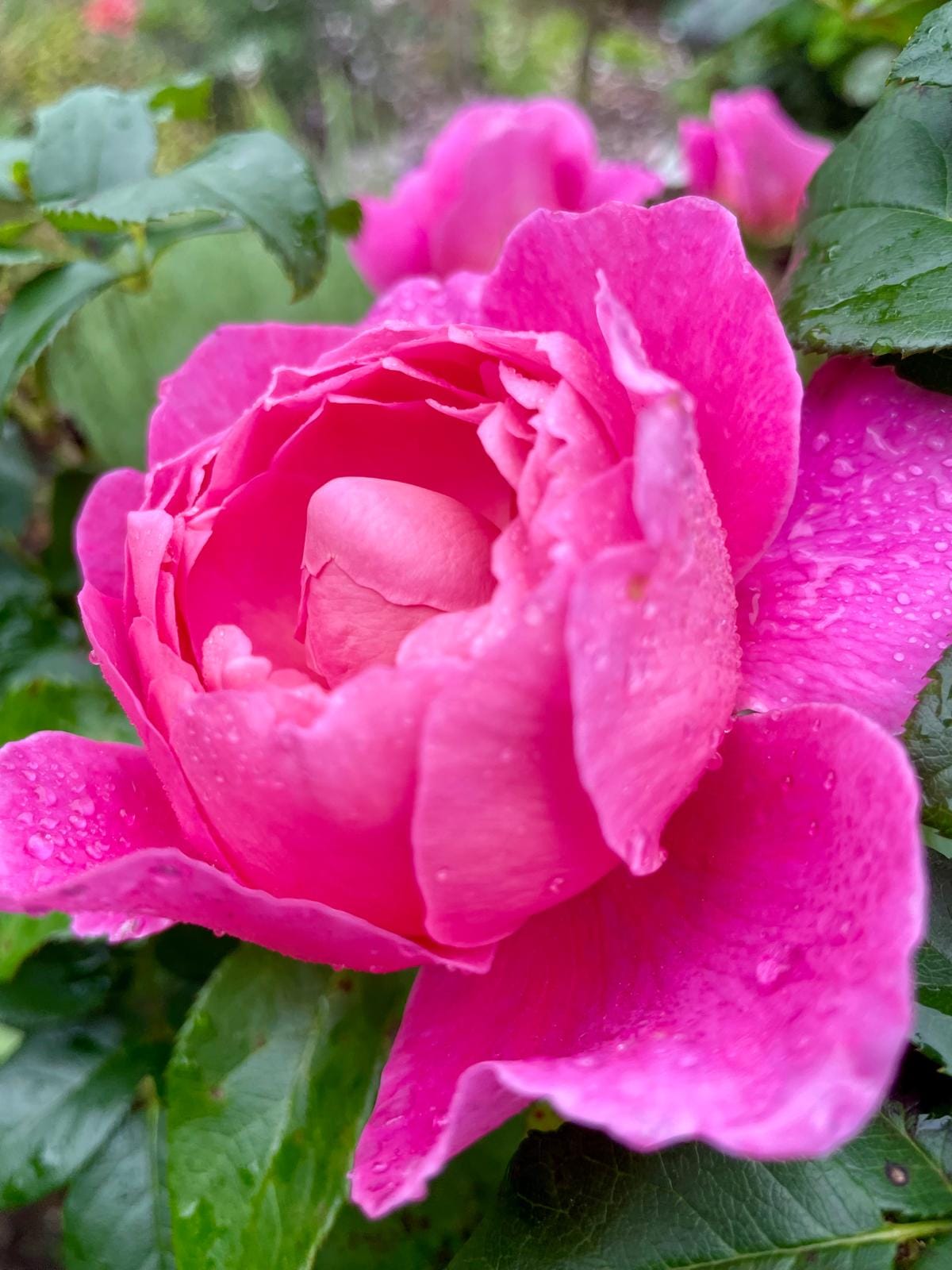 The Secret Garden - Burradoo 10