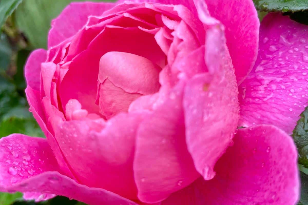 The Secret Garden - Burradoo 10