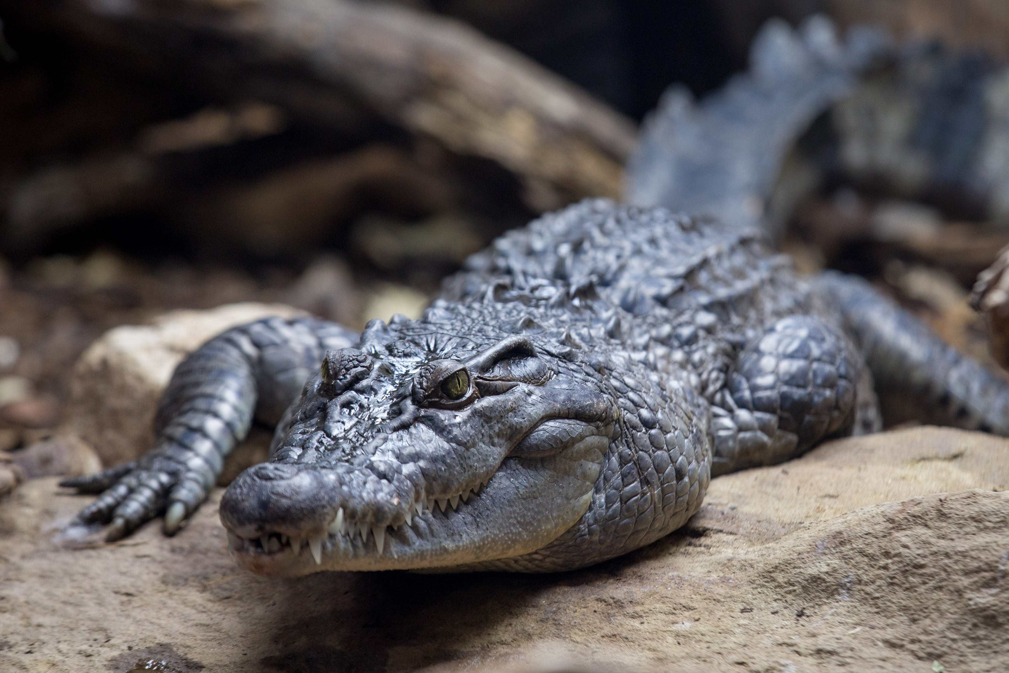 Amphibian and Reptile House 4